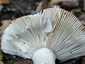 Feketésvörös galambgomba (Russula undulata), Budai-hegység